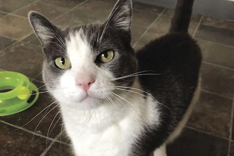 June is Adopt-A-Cat-Month